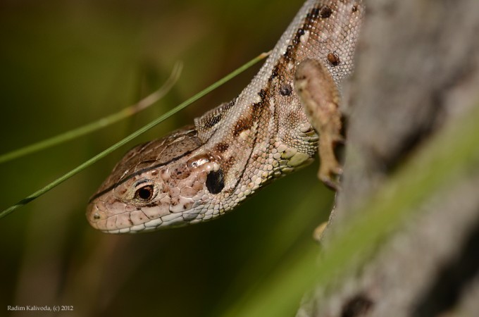 jetrka