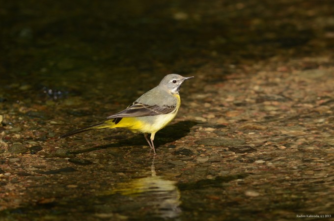 konipas horsky