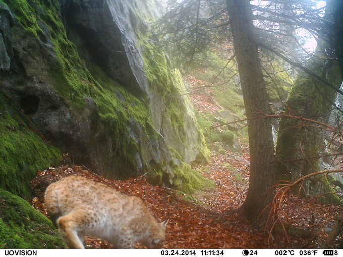 lynx lynx