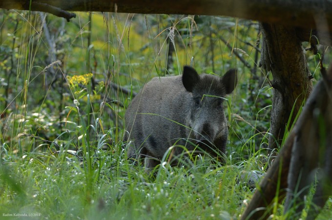 sus scrofa