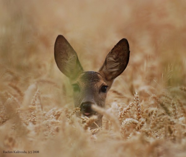 face to face